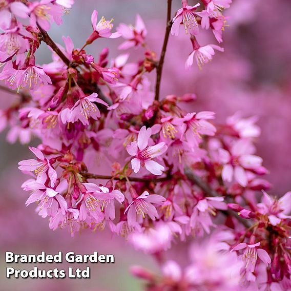 Prunus x incam 'Okamé'