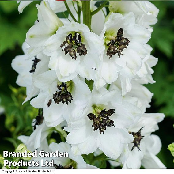 Delphinium Magic Fountains 'White Dark Bee'