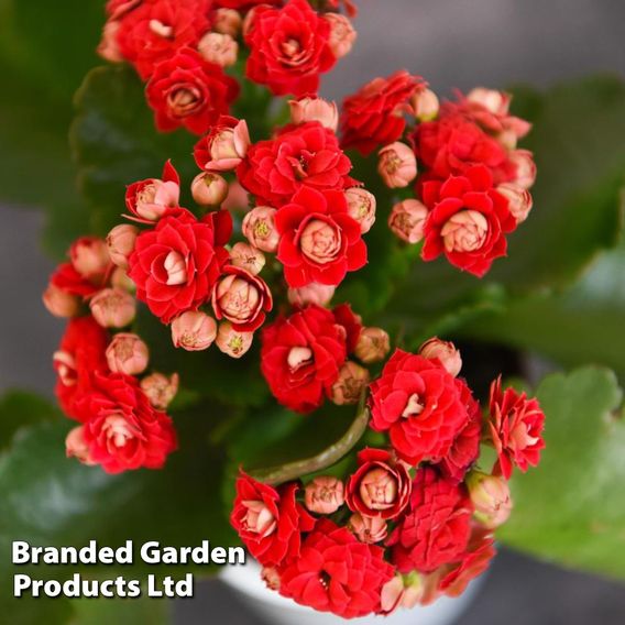 Kalanchoe Mixed