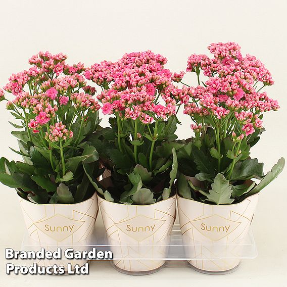 Kalanchoe Sunny 'Gracefull Pink'