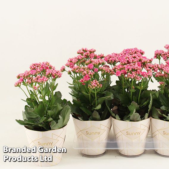 Kalanchoe Sunny 'Gracefull Pink'