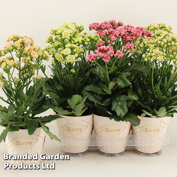 Kalanchoe 'Sunny Mix'