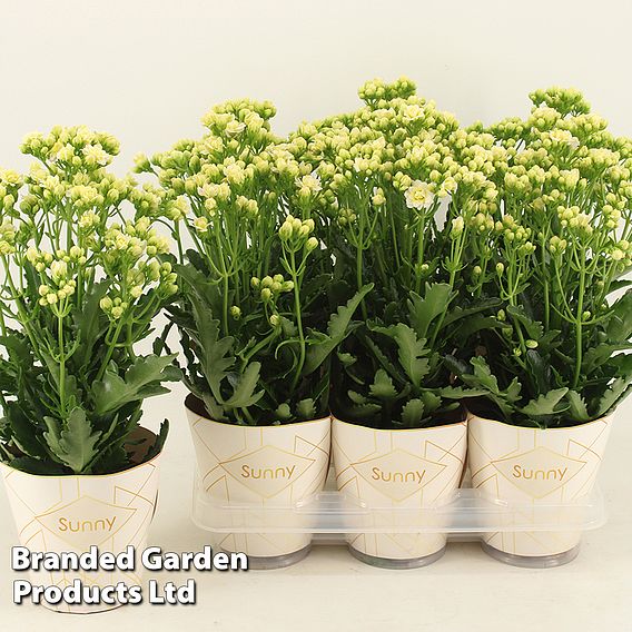 Kalanchoe 'Sunny White'