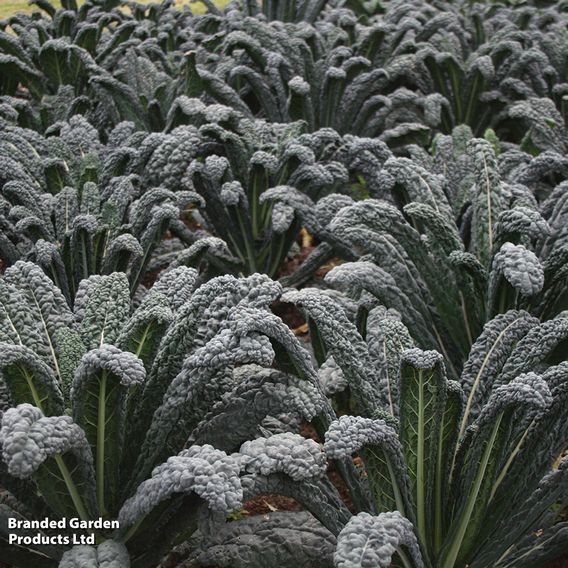 Kale 'Black Magic'