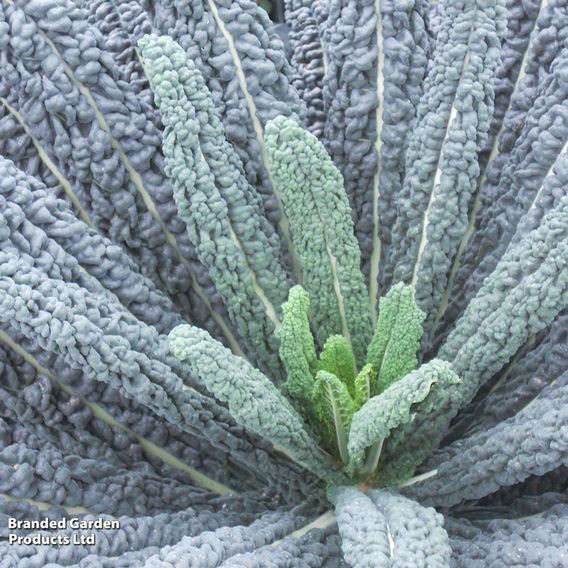 Kale 'Black Magic'