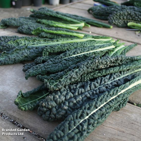 Kale 'Black Magic'