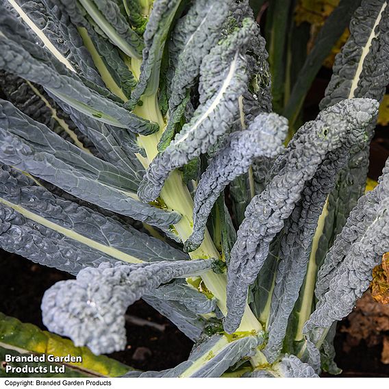 Kale 'Cobra' F1 - Seeds