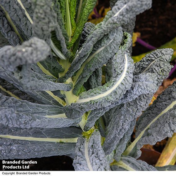 Kale 'Cobra' F1 - Seeds