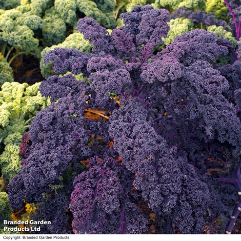 Kale Mixed Collection