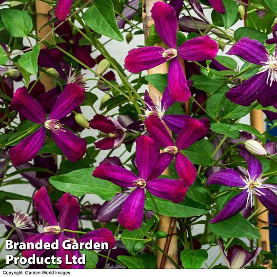 Clematis 'Sweet Summer Love'