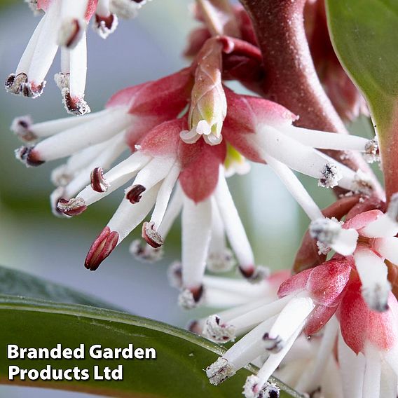 Sarcococca hookeriana 'Winter Gem'