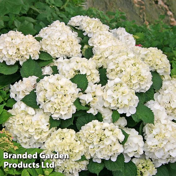 Hydrangea macrophylla 'Wudu'