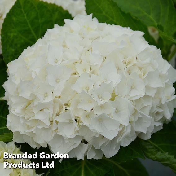 Hydrangea macrophylla 'Wudu'