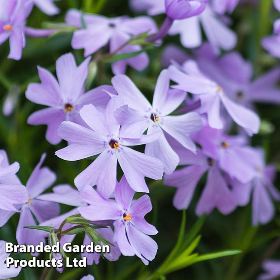 Phlox subulata 'Emerald Cushion Blue'