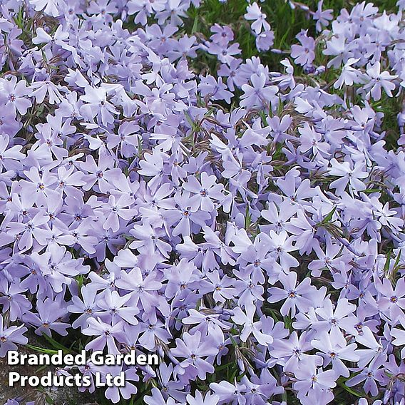 Phlox subulata 'Emerald Cushion Blue'