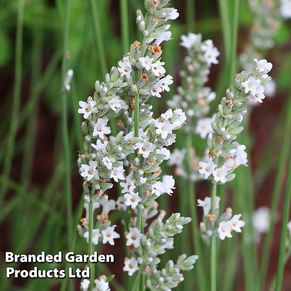 Lavender angustifolia 'Arctic Snow'