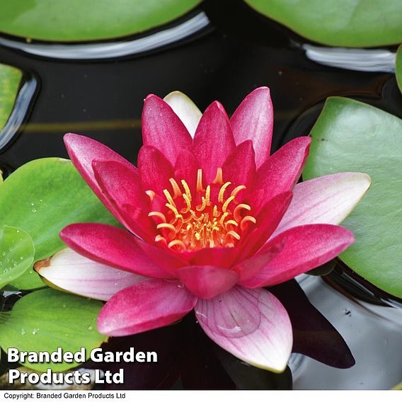 Water Lily (Red)