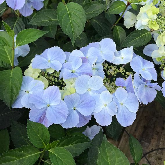 Hydrangea 'French Bolero'