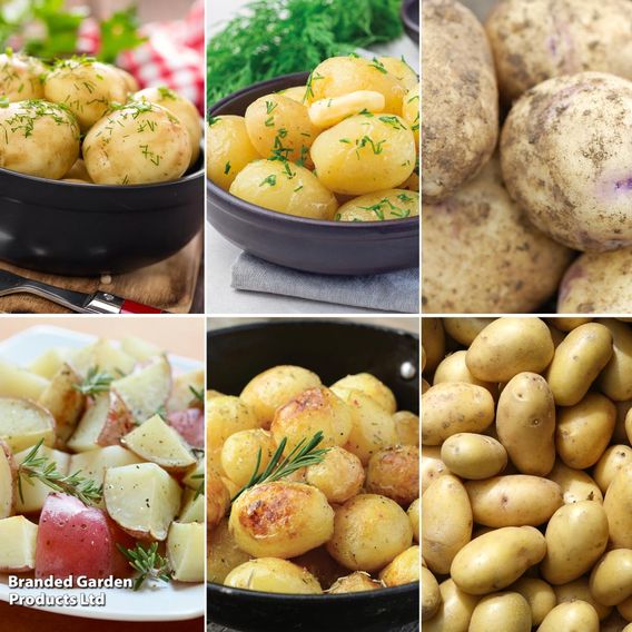 Potato 'Customer Favourites Collection'