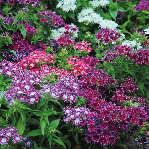 Phlox 'Pop Stars Mixed'