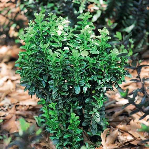 Euonymus japonicus 'Green Rocket'