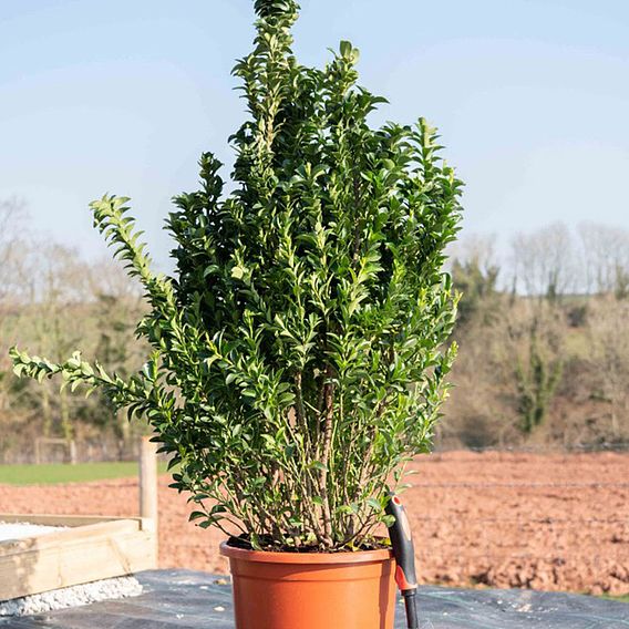 Euonymus japonicus 'Green Rocket'