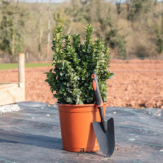 Euonymus japonicus 'Green Rocket'