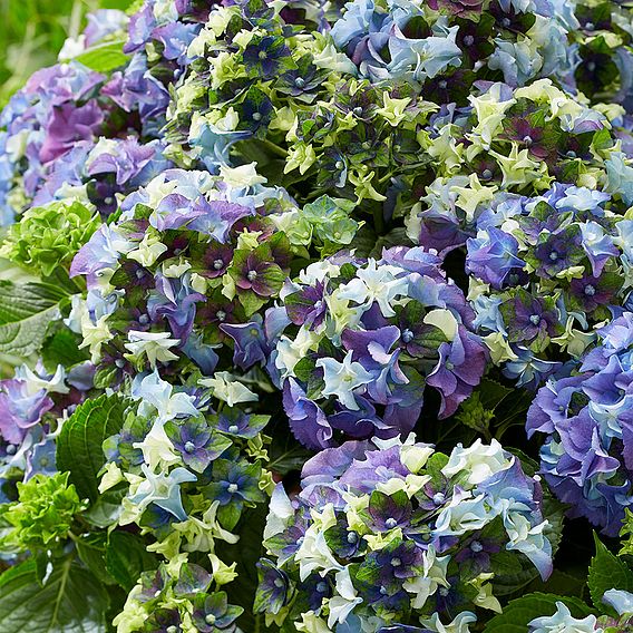 Hydrangea macrophylla 'Lady Mata Hari Blue' (Royalty Collection)