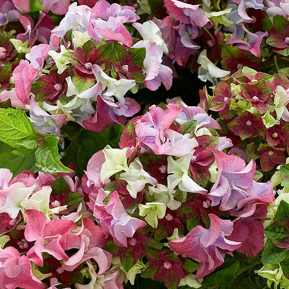 Hydrangea macrophylla 'Lady Mata Hari Pink' (Royalty Collection)