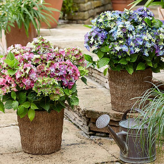 Hydrangea macrophylla 'Lady Mata Hari Duo' (Royalty Collection)