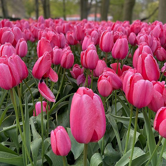 Tulip 'Pink Giant'