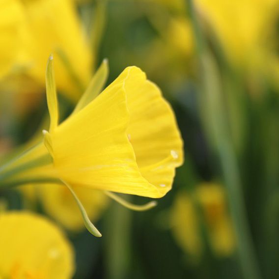 Narcissus bulbocodium