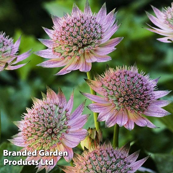 Astrantia 'Florence'