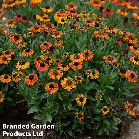 Helenium 'Short 'n' Sassy'