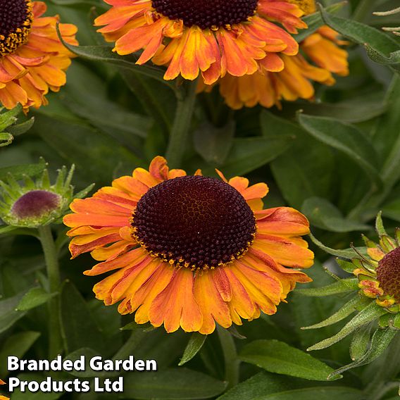 Helenium 'Short 'n' Sassy'