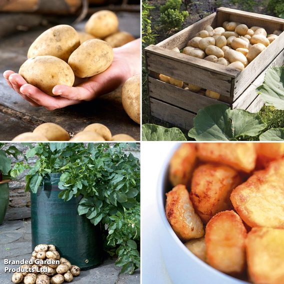 Potato Bargain Patio Growing Kit