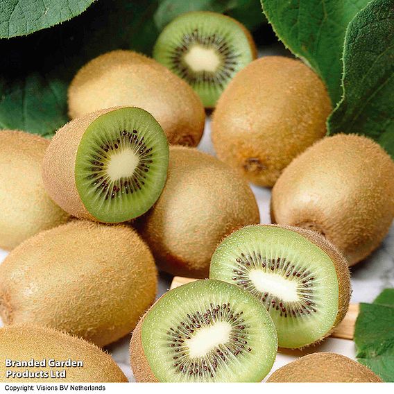 Kiwi 'Jenny'