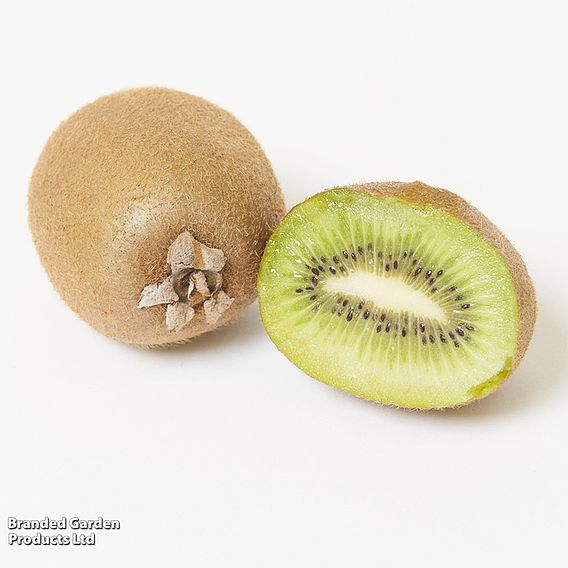 Kiwi 'Jenny'