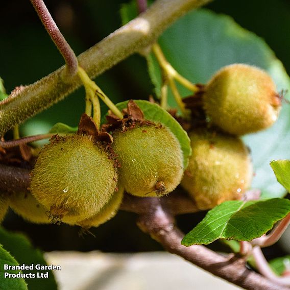 Kiwi 'Jenny'