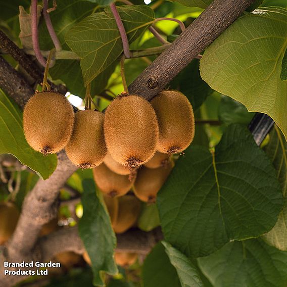 Kiwi 'Jenny'