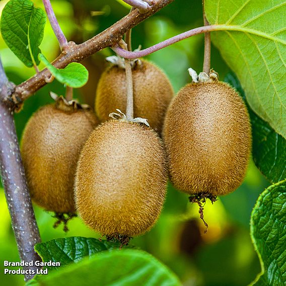 Kiwi 'Jenny'