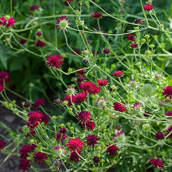 Knautia macedonica Red Knight