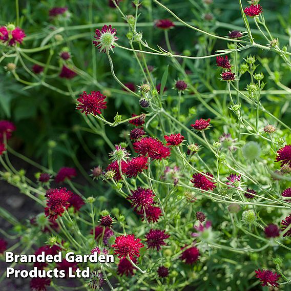 Knautia macedonica Red Knight