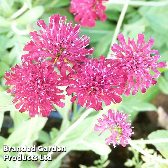 Knautia Macedonica Mars Midget