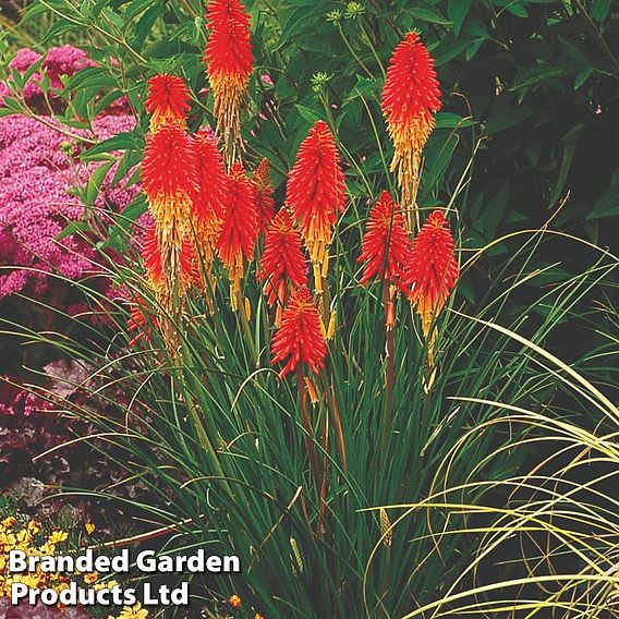 Red Hot Poker 'Papaya Popsicle'