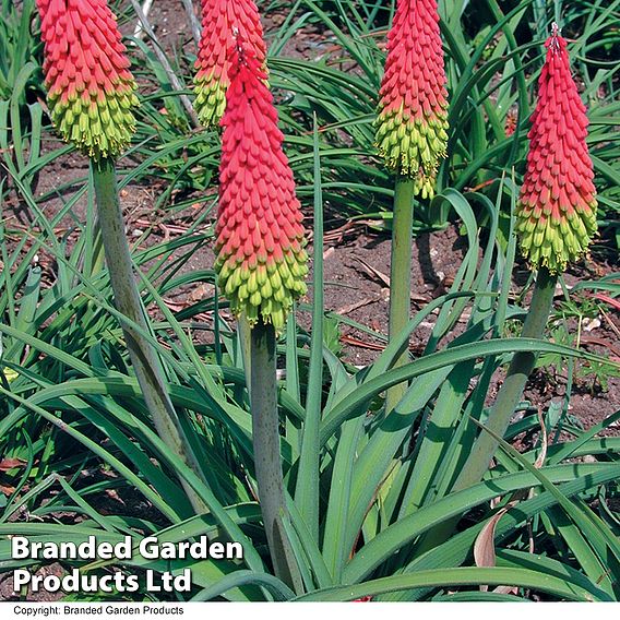 Red Hot Poker 'Traffic Lights'