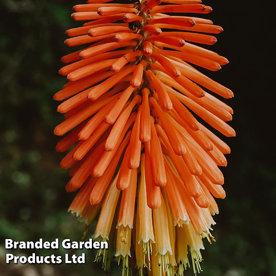 Kniphofia uvaria 'Mixed Hybrids'