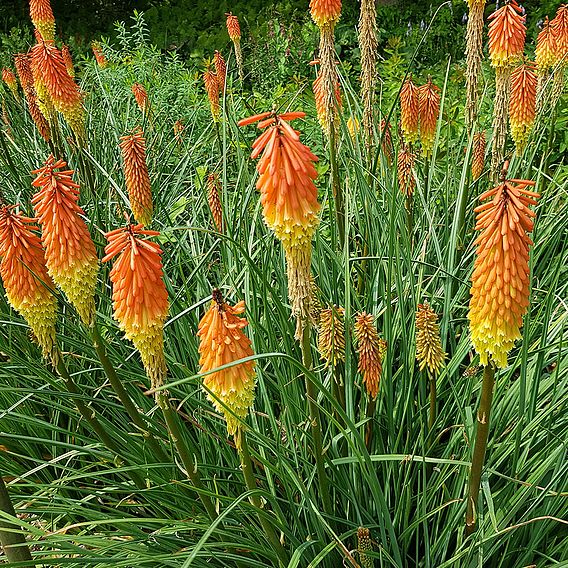 Kniphofia uvaria