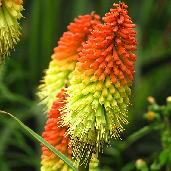 Kniphofia uvaria