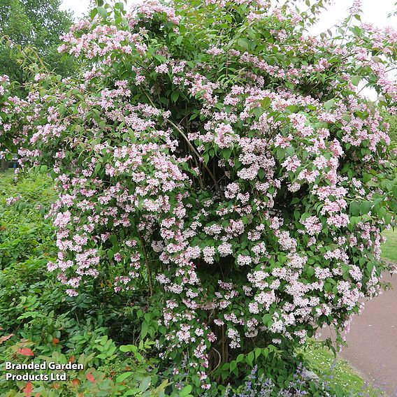 Kolkwitzia amabilis 'Pink Cloud'